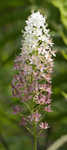 Osceola's plume <BR>Death camas <BR>Crow poison